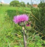 pcháč šedý <i>(Cirsium canum)</i> / Květ/Květenství