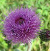 pcháč šedý <i>(Cirsium canum)</i> / Květ/Květenství