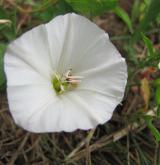 svlačec rolní <i>(Convolvulus arvensis)</i> / Květ/Květenství