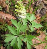 dymnivka dutá <i>(Corydalis cava)</i> / Habitus