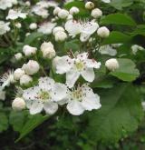 hloh obecný <i>(Crataegus laevigata)</i> / Habitus