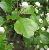 hloh obecný <i>(Crataegus laevigata)</i> / Habitus