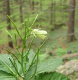 kyčelnice devítilistá <i>(Dentaria enneaphyllos)</i> / Květ/Květenství