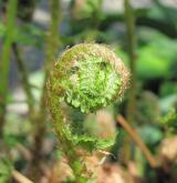 kapraď samec <i>(Dryopteris filix-mas)</i> / List