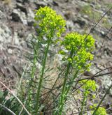 pryšec chvojka <i>(Euphorbia cyparissias)</i> / Habitus