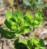 pryšec kolovratec <i>(Euphorbia helioscopia)</i> / Květ/Květenství