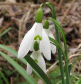 sněženka podsněžník <i>(Galanthus nivalis)</i>