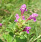 konopice pýřitá <i>(Galeopsis pubescens)</i> / Květ/Květenství