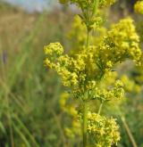 svízel Wirtgenův <i>(Galium wirtgenii)</i> / Květ/Květenství