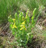 kručinka německá <i>(Genista germanica)</i> / Habitus