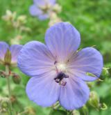 kakost luční <i>(Geranium pratense)</i> / Květ/Květenství