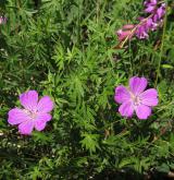 kakost krvavý <i>(Geranium sanguineum)</i>