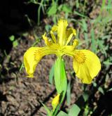 kosatec žlutý <i>(Iris pseudacorus)</i> / Květ/Květenství