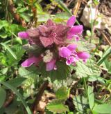 hluchavka nachová <i>(Lamium purpureum)</i> / Habitus