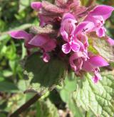 hluchavka nachová <i>(Lamium purpureum)</i> / Květ/Květenství