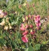 hrachor širolistý <i>(Lathyrus latifolius)</i> / Květ/Květenství