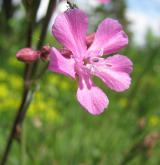  smolnička obecná <i>(Lychnis viscaria)</i> / Květ/Květenství