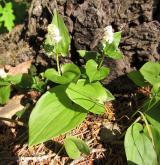 pstroček dvoulistý <i>(Maianthemum bifolium)</i> / Habitus