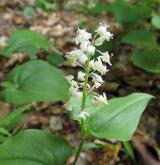 pstroček dvoulistý <i>(Maianthemum bifolium)</i> / Květ/Květenství