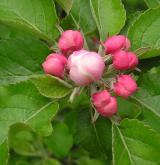 jabloň obecná <i>(Malus ×domestica)</i> / Květ/Květenství
