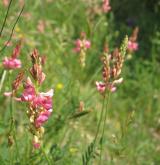vičenec písečný <i>(Onobrychis arenaria)</i> / Květ/Květenství