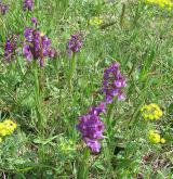 vstavač kukačka <i>(Orchis morio)</i> / Habitus