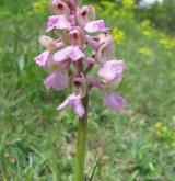 vstavač kukačka <i>(Orchis morio)</i> / Květ/Květenství