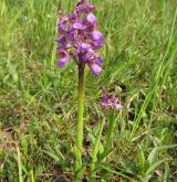 vstavač kukačka <i>(Orchis morio)</i> / Květ/Květenství