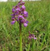 vstavač kukačka <i>(Orchis morio)</i> / Květ/Květenství