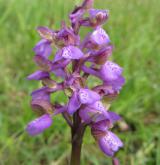 vstavač kukačka <i>(Orchis morio)</i> / Květ/Květenství