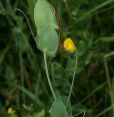 hrachor pačočkový <i>(Lathyrus aphaca)</i>