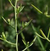 lněnka větevnatá <i>(Thesium ramosum)</i> / Plod