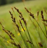 ostřice odchylná  <i>(Carex appropinquata)</i> / Plod