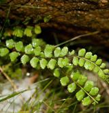 sleziník nepravý <i>(Asplenium adulterinum)</i> / List