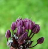 česnek ořešec <i>(Allium scorodoprasum)</i> / Květ/Květenství