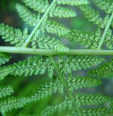 papratka samičí <i>(Athyrium filix-femina)</i> / Květ/Květenství