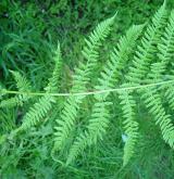 papratka samičí <i>(Athyrium filix-femina)</i> / List