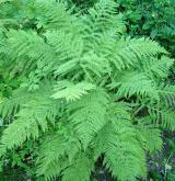 papratka samičí <i>(Athyrium filix-femina)</i> / Habitus