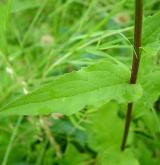 zvonek řepkovitý <i>(Campanula rapunculoides)</i> / List