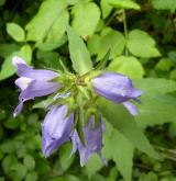 zvonek kopřivolistý <i>(Campanula trachelium)</i> / Květ/Květenství