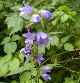 zvonek kopřivolistý <i>(Campanula trachelium)</i> / Habitus