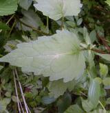 zvonek kopřivolistý <i>(Campanula trachelium)</i> / List