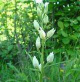 okrotice bílá <i>(Cephalanthera damasonium)</i>