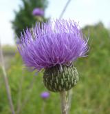 pcháč šedý <i>(Cirsium canum)</i> / Květ/Květenství