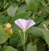 svlačec rolní <i>(Convolvulus arvensis)</i> / Květ/Květenství