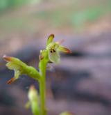 korálice trojklaná <i>(Corallorhiza trifida)</i> / Květ/Květenství