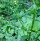 škarda dvouletá <i>(Crepis biennis)</i> / List