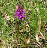 prstnatec májový <i>(Dactylorhiza majalis)</i>