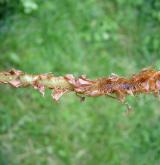 kapraď samec <i>(Dryopteris filix-mas)</i> / Ostatní