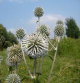 bělotrn kulatohlavý <i>(Echinops sphaerocephalus)</i>